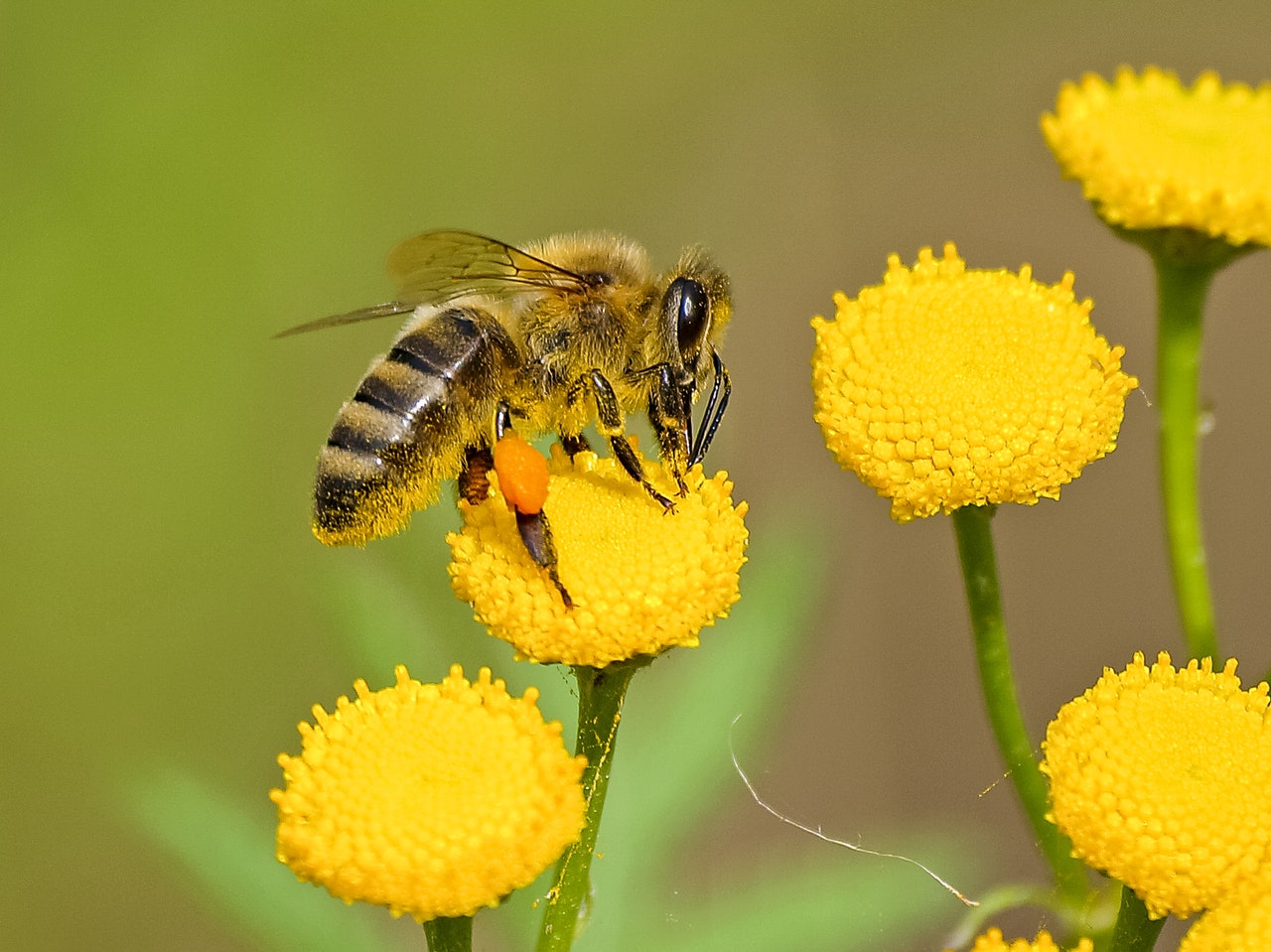 Een bijenvriendelijke tuin creëeren